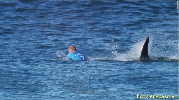 hilton head island shark attacks