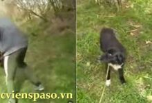Video Del Perro y el Tronco