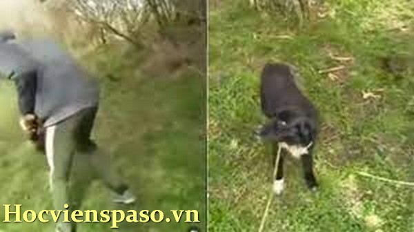 Video Del Perro y el Tronco