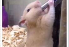 Hamster Sunroof Video